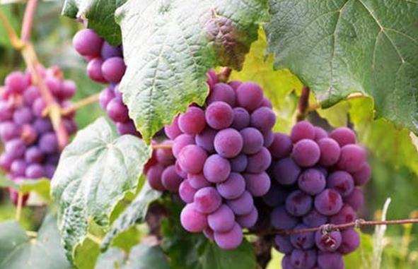 水果生鮮短視頻代運營策略-水果生鮮電商代運營公司