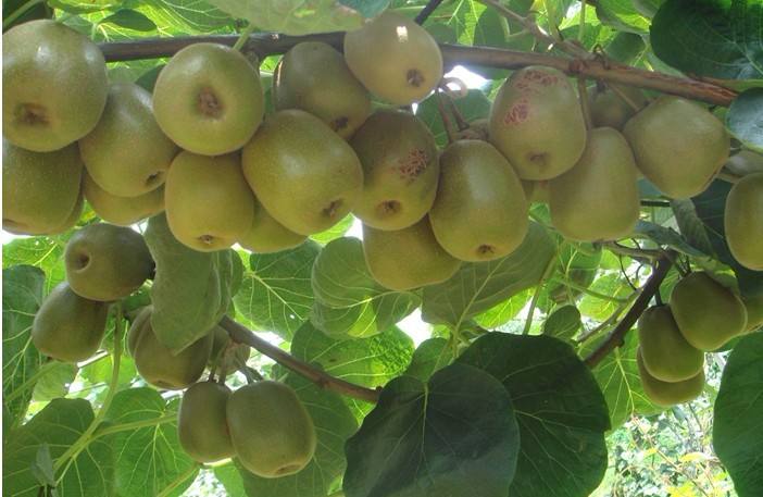 農(nóng)業(yè)品牌策劃:銷售獼猴桃時做品牌策劃的創(chuàng)意分析