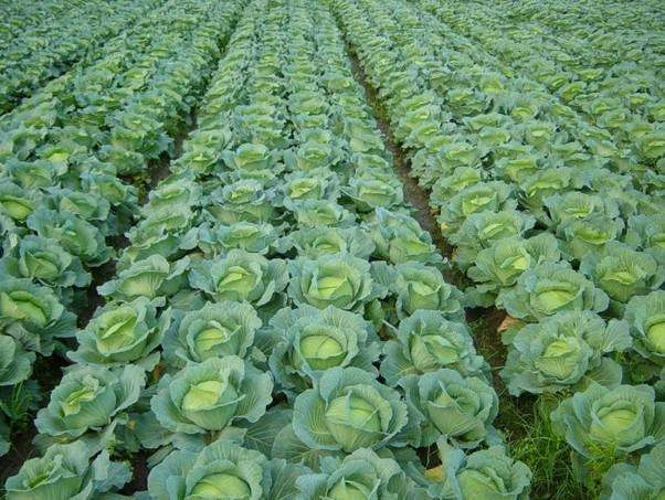 農(nóng)業(yè)品牌策劃怎樣做才完美呢?