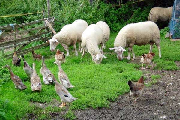 有機農(nóng)業(yè)品牌定位應該突出新奇性么?