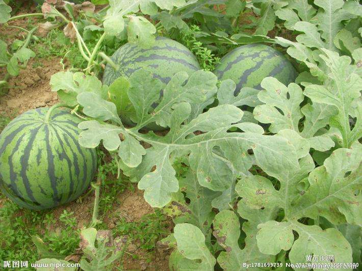 西瓜農(nóng)業(yè)品牌策劃如何做?