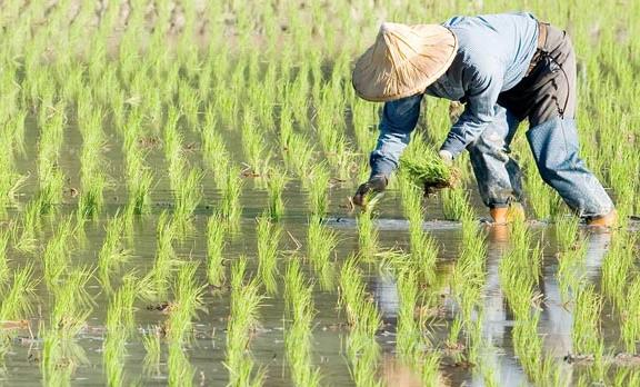 農業品牌戰略規劃，對業務成功的作用