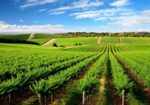 國(guó)務(wù)院關(guān)于農(nóng)業(yè)品牌發(fā)展的決策部署