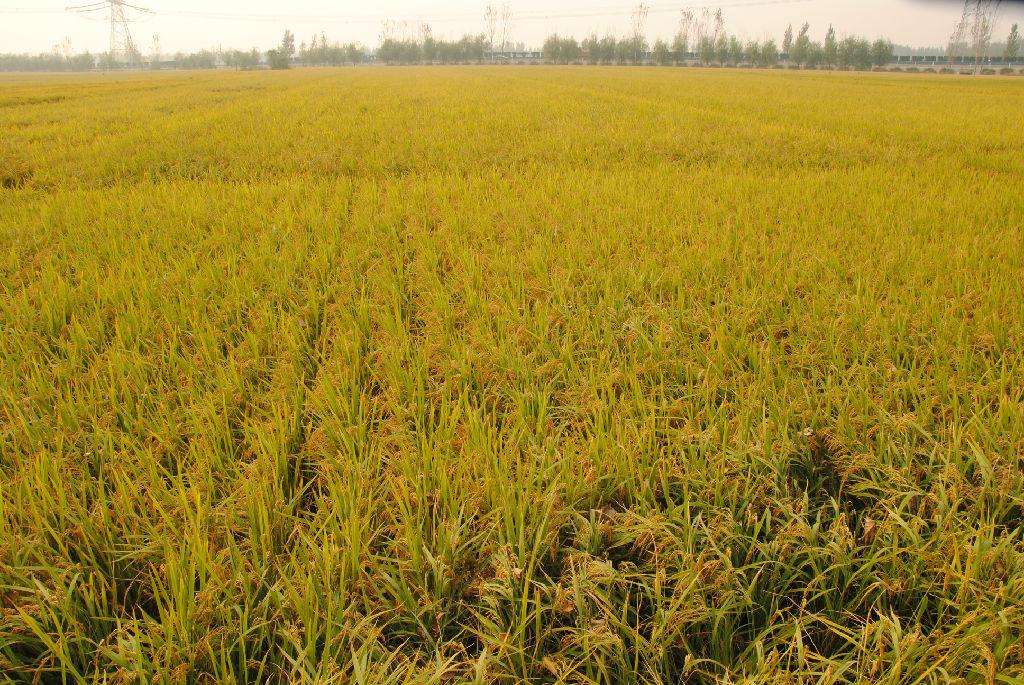 品牌定位，農業品牌定位，大米品牌定位