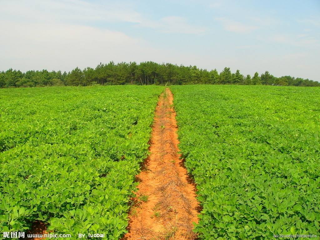 農(nóng)業(yè)品牌營(yíng)銷(xiāo)
