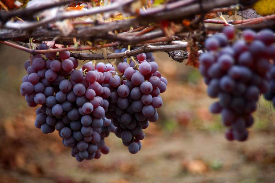 農(nóng)業(yè)品牌營(yíng)銷,葡萄品牌營(yíng)銷 農(nóng)業(yè)品牌營(yíng)銷,葡萄品牌營(yíng)銷