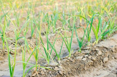 農業(yè)品牌策劃 農業(yè)品牌策劃