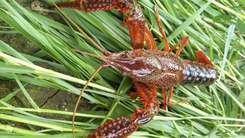 稻蝦產業助推江西南康區品牌農業生態經濟發展