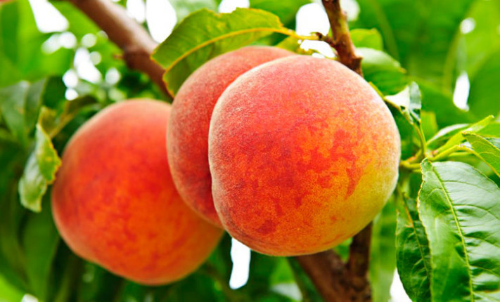 農業全案營銷咨詢