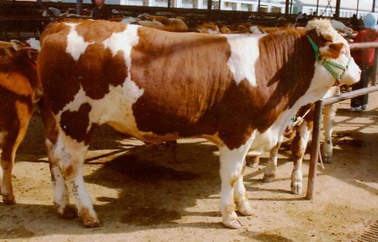 肉牛產業全案營銷策略