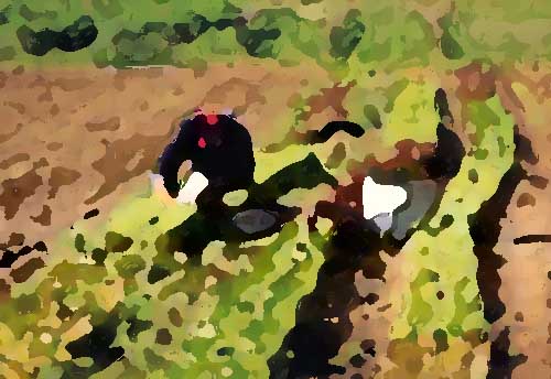 專業的農業全案規劃所具備的原則