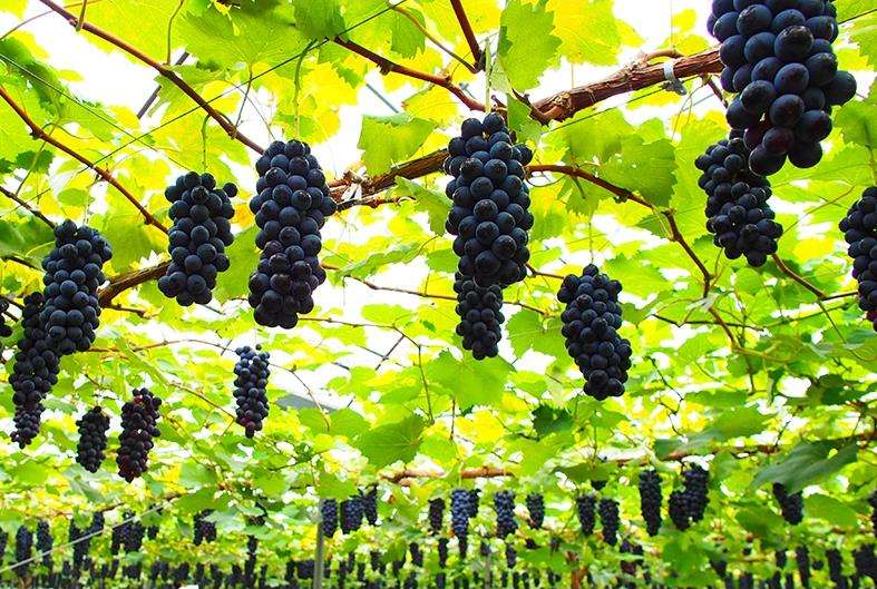 聚焦品牌轉型升級，推動馬陸葡萄品牌力持續向上