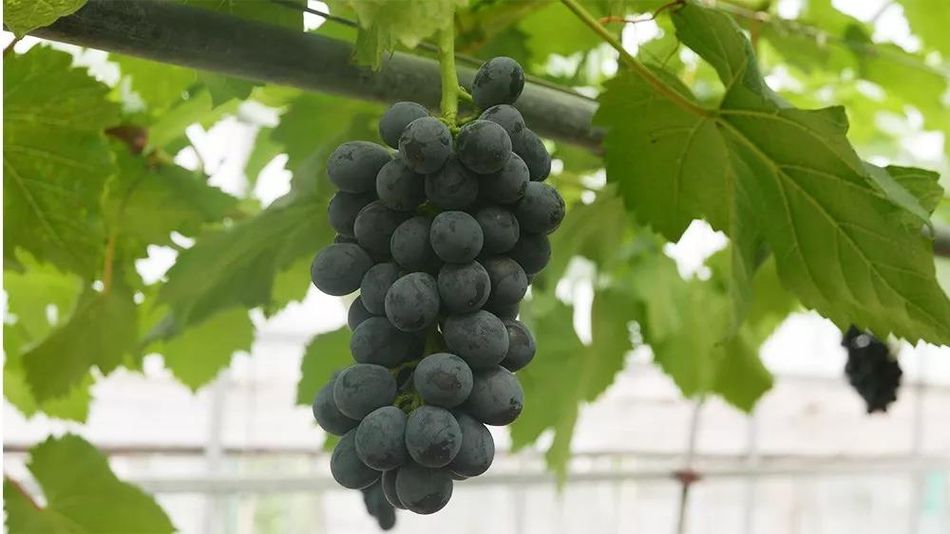 聚焦品牌轉型升級，推動馬陸葡萄品牌力持續向上