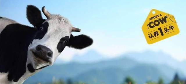品牌戰略與營銷咨詢：認養一頭牛，乳業紅海突破之路