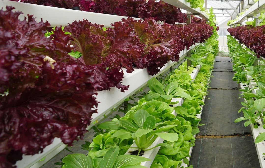 農業如何建設公共品牌