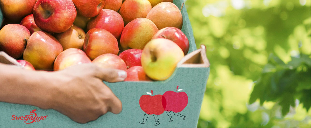 果業(yè)公司品牌建設(shè)：水果品牌設(shè)計