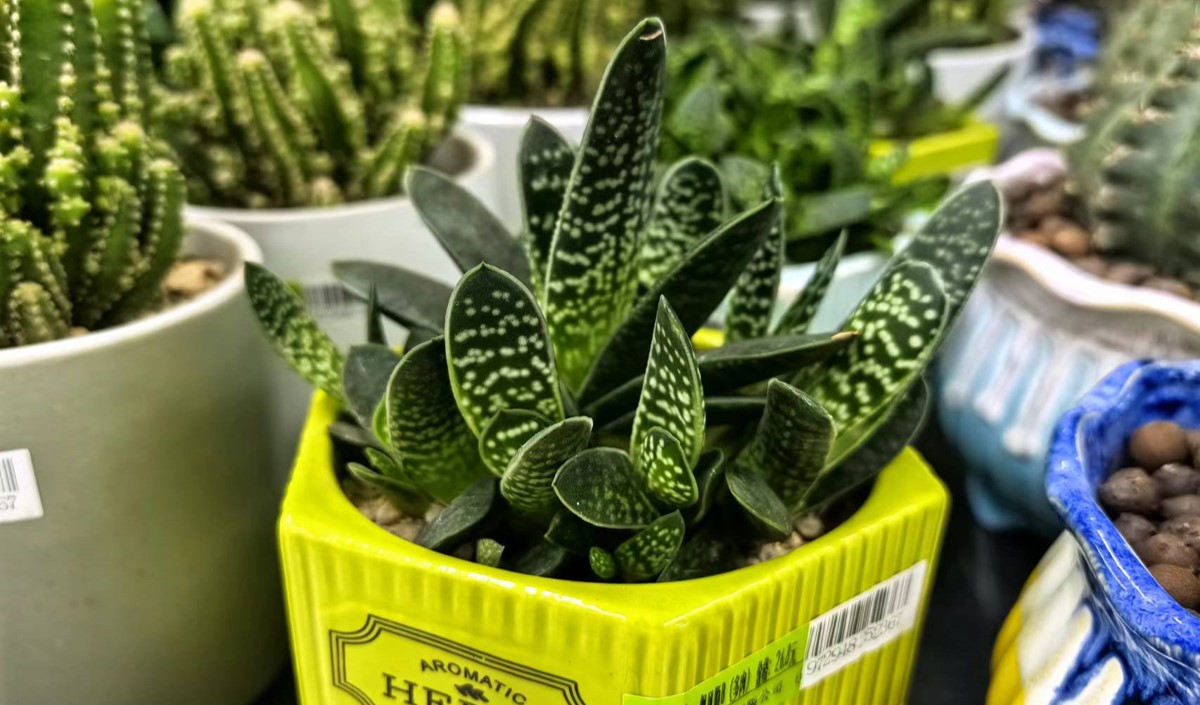 上海農業品牌咨詢公司的發展模式