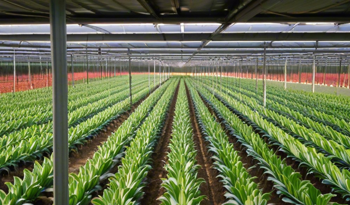 播種未來:農業品牌全案策劃的實際意義