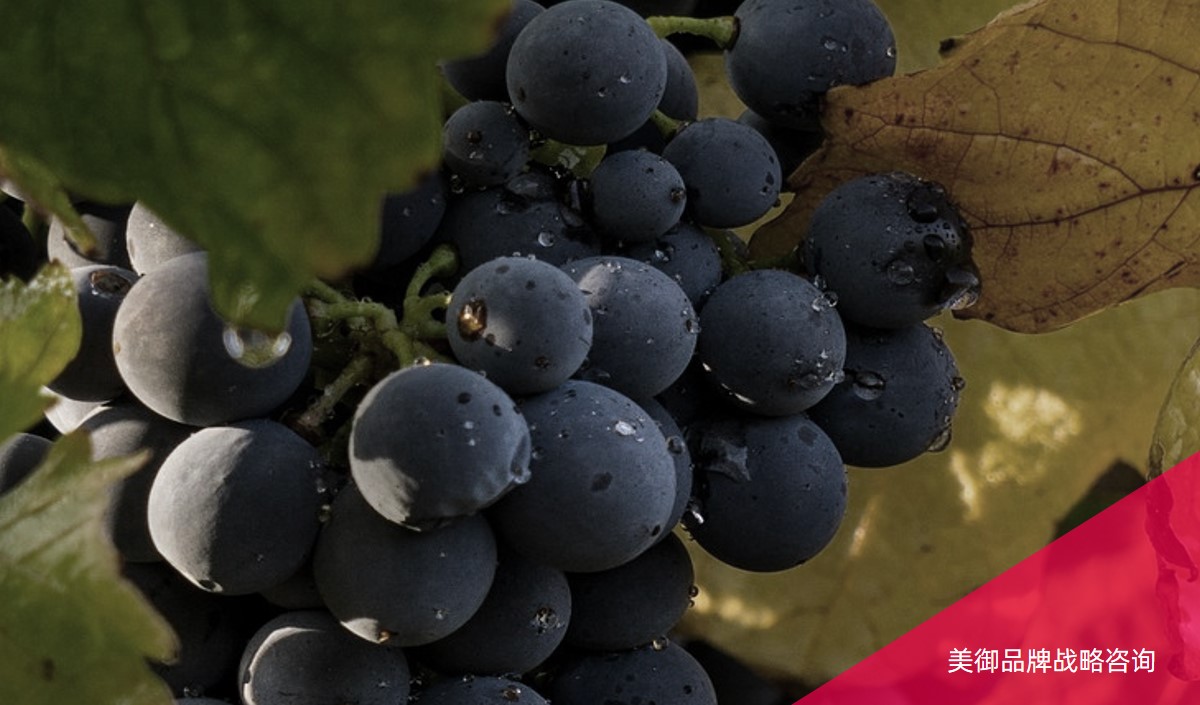 葡萄種植企業如何策劃成為區域知名品牌-農業品牌策劃