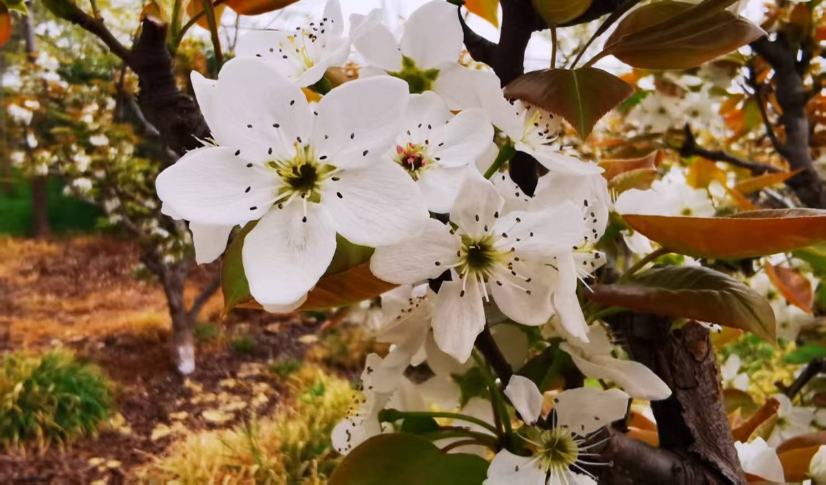 農業企業是否需要做品牌:品牌建設的價值有哪些?