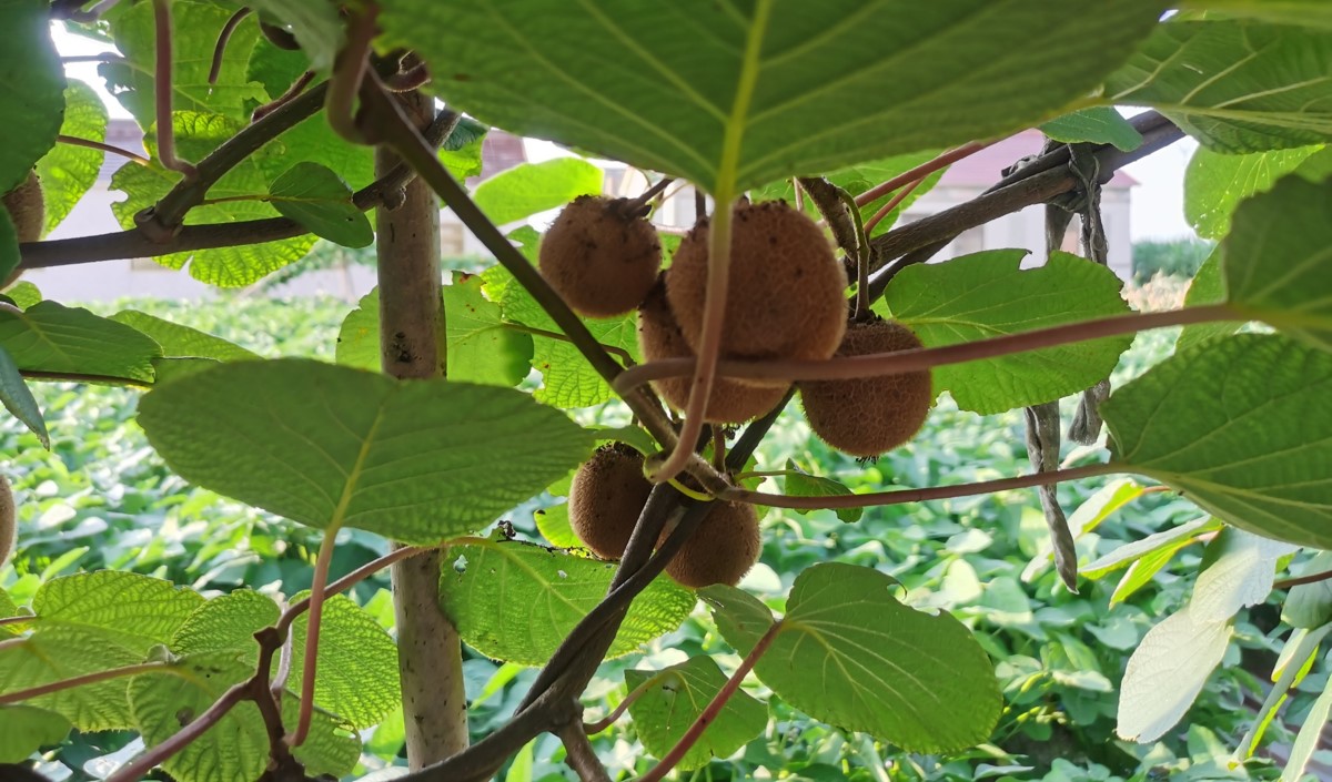 品牌農業破局之道:從“賣產品”到“賣價值”的戰略升級