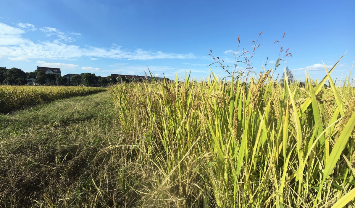 最美鄉村農業品牌化策劃方案 最美鄉村農業品牌化策劃方案